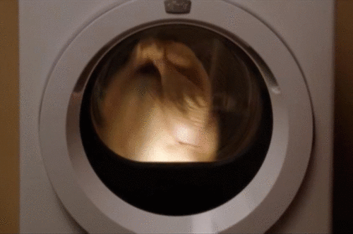 turkey in dryer 